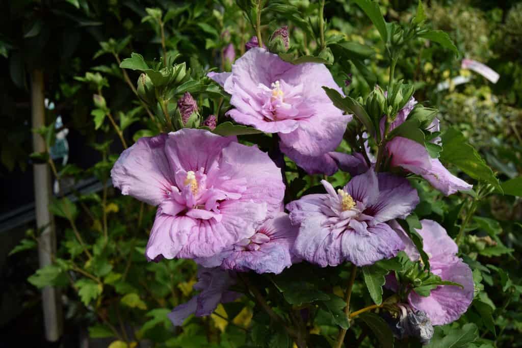 Hibiscus syriacus 'Lavender Chiffon' ® 30-40 cm